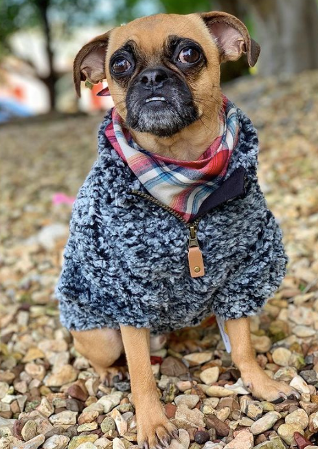 WUBBY-DOG-PULLOVER