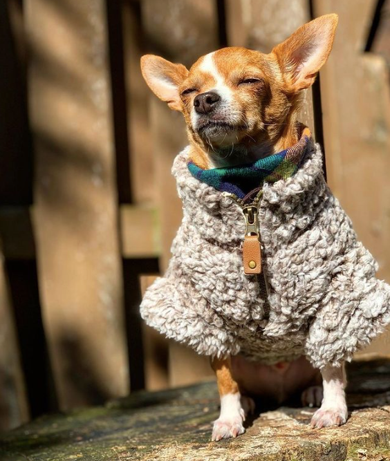 FLEECE-PULLOVER-DOG